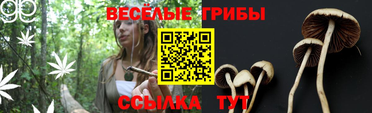 Псилоцибиновые грибы Cubensis Сланцы